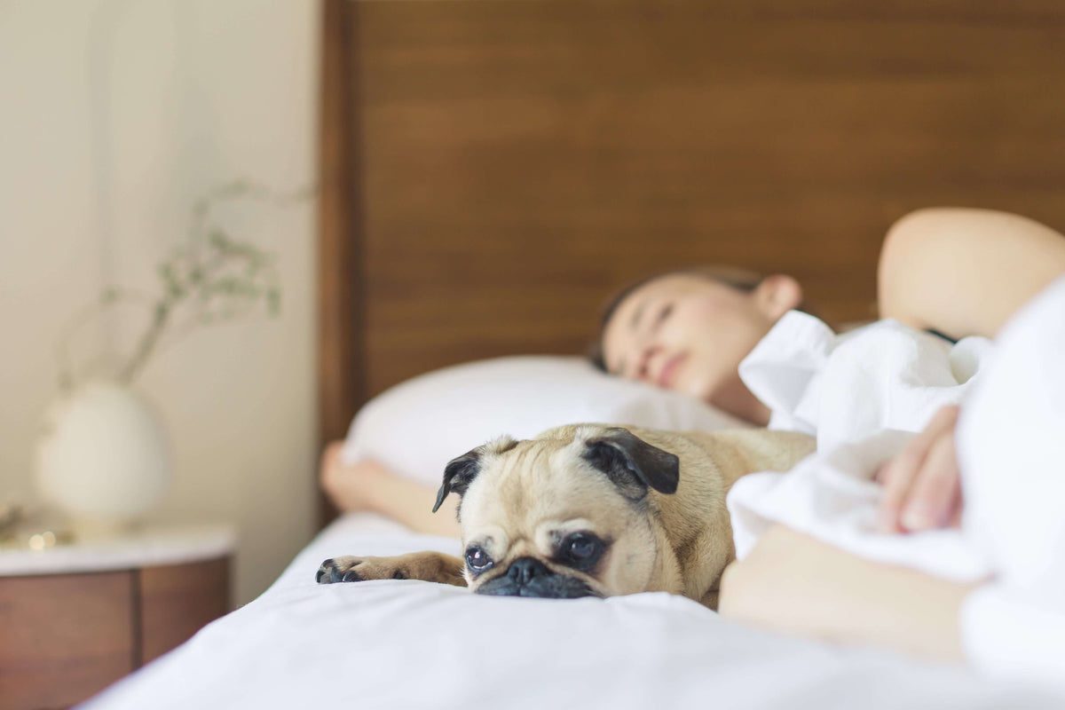 A woman sleeping peacefully in bed next to her pug, illustrating sleep quality versus sleep quantity.