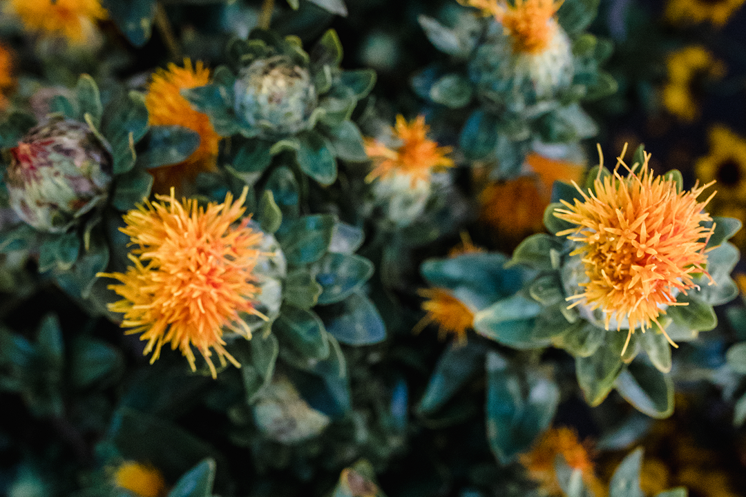 Close-up of orange-yellow flowers with green leaves in a natural outdoor setting.